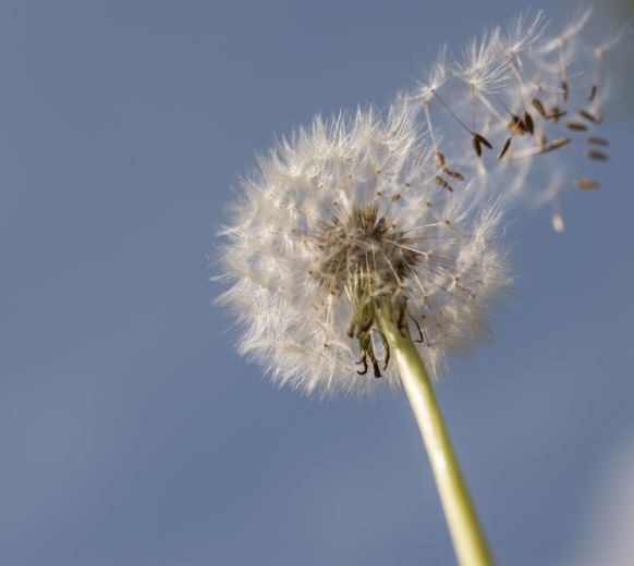 Certificates recognising baby loss extended in England